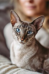 Cat Sitting on a Woman's Lap