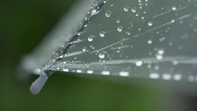Fresh Raindrops on Green Leaf After Heavy Rain Storm