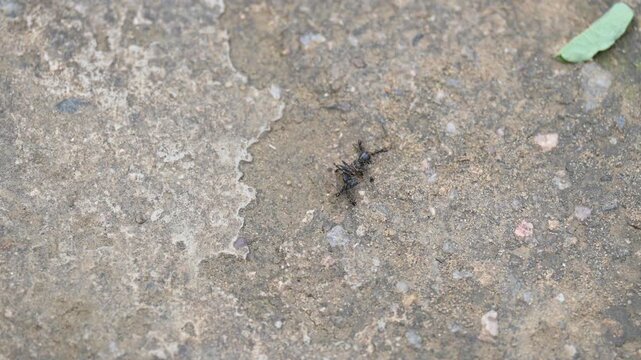Many small black ants are carrying a big dead black ant. A column of tiny black ants diligently carries a much larger, dead black ant across the surface, a coordinated effort in motion.
