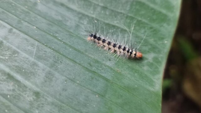 Close-up of a Caterpillar Moving on a Leaf Surface