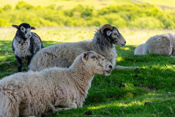 Obraz premium Group of Swaledale sheep resting in green pasture on sunny day, farm animals