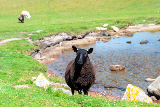 Black Welsh Mountain sheep by lakeside field grazing near rocks and shimmering water under bright daylight - Powered by Adobe