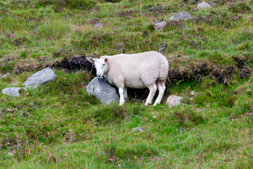 Naklejka premium British sheep grazing on green hillside with rocks and blue sky