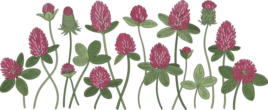 Set of hand-drawn red clover flowers, buds, and green leaves, botanical plant illustration for organic farming and nature design elements