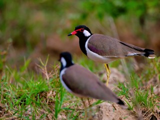 A closed up of Red-wattled Lapwing at Kaeng Krachan NP. Thailand