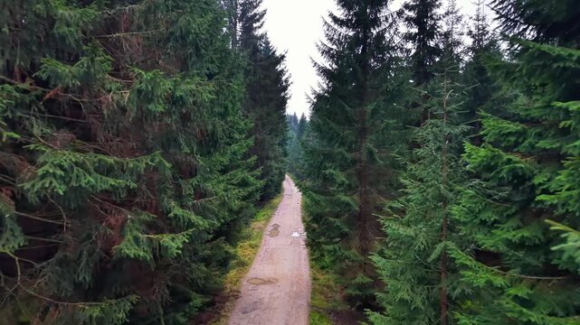 overhead view narrow straight road through towering firs, drone reveals dense conifer tunnel and shaded floor,