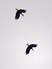 Two Wreathed Hornbills flying high in a bright white sky at Kaeng Krachan Np. Thailand