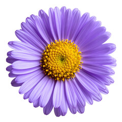 Fototapeta premium Purple aster flower with yellow center isolated on white and transparent background