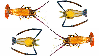 set of fresh and  cooked lobster isolated 