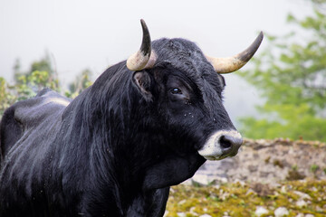Strong black bull standing in natural environment