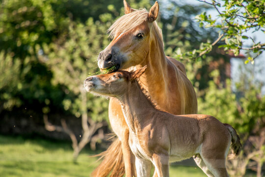 Mare teaching foal grazing on green grass
