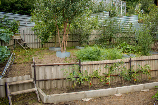 Terraced vegetable garden with slate beds, fruit trees and ripe red tomatoes on branches