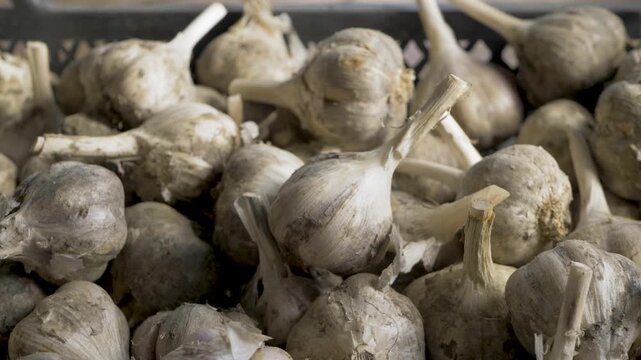 Harvest of garlic in wooden box. Vegetables nutritional and beneficial properties. Storing crops. Agriculture growing. Spicy flavor as seasoning or condiment, traditional medicine