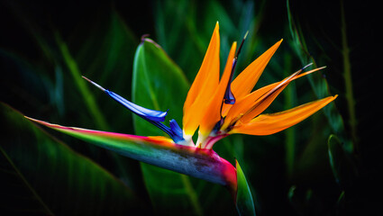 Obraz premium Bird of paradise flower close-up, vibrant tropical blossom detail isolated on transparent background, isolated on white background, Vector, illustration