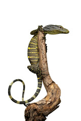 The Crocodile Monitor (Varanus salvadorii), is the longest monitor lizard species in the world. The species is native to New Guinea and Papua, Indonesia.