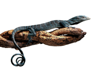 Blue Tree Monitor or Varanus macraei, is a species of monitor lizard found on the island of Batanta, Papua, Indonesia. 