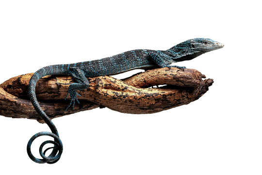 Blue Tree Monitor or Varanus macraei, is a species of monitor lizard found on the island of Batanta, Papua, Indonesia. 