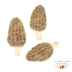 世界のきのこ＜モリーユ茸・アミガサ茸の水彩イラスト＞
