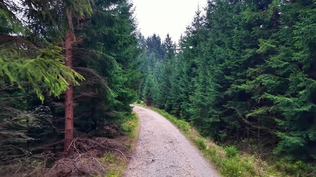 close forest path winding through dense evergreens, ground-level shot reveals pebble surface and scattered