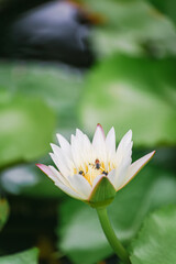 white lotus in the pond. A close-up photo of a beautiful white lotus blooming in the pond in front of the house.