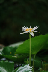 white daisy in the garden. A photo of a beautiful white lotus blooming in the pond in front of the house.