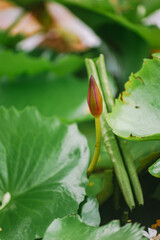 green caterpillar on a leaf. A close-up photo of a lotus flower budding beautifully in the lotus pond in front of the house.