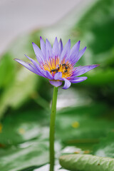 purple flower with water drops. A close-up photo of a beautiful purple lotus flower and many bees pollinating it in the lotus pond in front of the house.