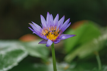 bee on purple flower. a beautiful purple lotus flower and many bees pollinating it in the lotus pond in front of the house.