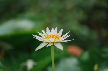 daisy flower in the garden. A close-up photo of a beautiful white lotus blooming in the pond in front of the house.