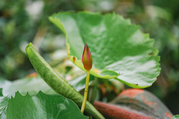 close up of a yellow flower. A close-up photo of a lotus flower budding beautifully in the lotus pond in front of the house.