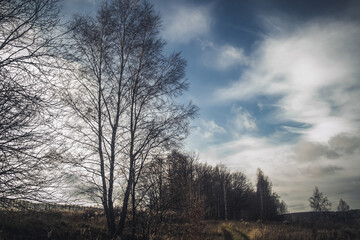 Oak grove on a cloudy day