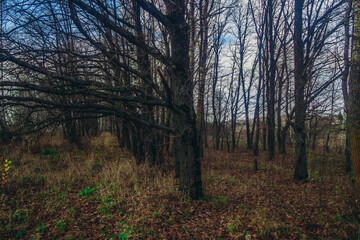 Oak grove on a cloudy day