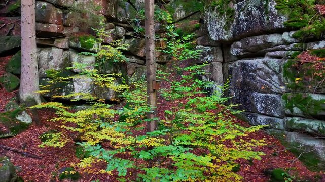 an avid forager navigates through forest undergrowth searching for edible plants and serene
