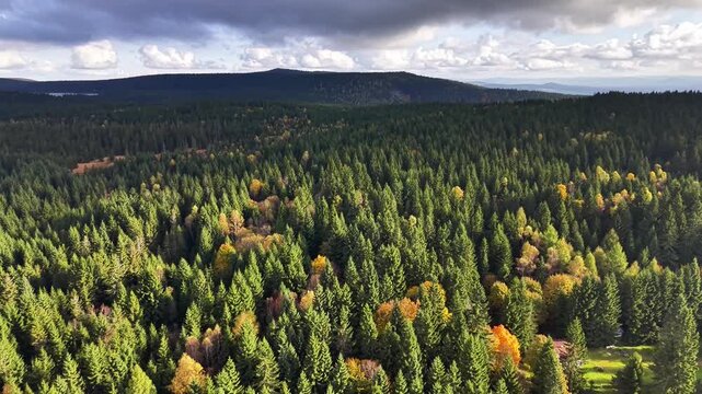 limitless green canopy, endless canopy of green trees contrasted against striking sky and distant
