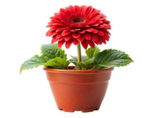 red flower in a pot isolated on white background, PNG. AI Generated