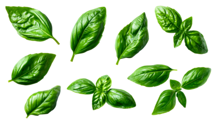 Collection of fresh green basil leaves with visible texture and veins, ideal for culinary ingredient, food styling, or healthy lifestyle concepts.
