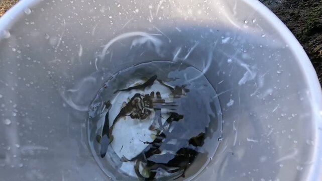 Field researcher put young Atlantic salmon fry into bucket for hatchery research, release on the Strandaelvi River, Voss, Norway
