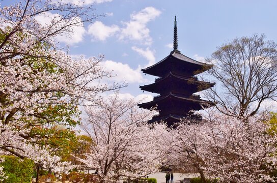 春の京都　桜と東寺