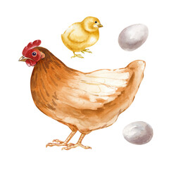 A set with a brown and black chicken, chicken and eggs on an isolated background. Watercolor illustration. Vintage realistic clipart depicting the life stages of birds for organic products.