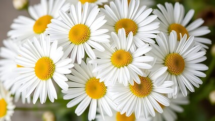 Fototapeta premium Cluster of fresh daisies with white petals and yellow centers in soft directional light.