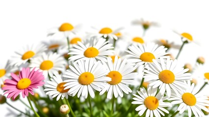 Fototapeta premium A delicate arrangement of fresh daisies bathed in sunlight, evoking purity and natural beauty.