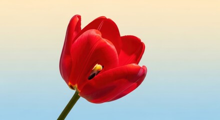 Radiant red tulip bloom gracefully against a gradient backdrop