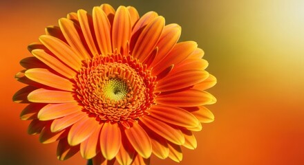 Radiant gerbera daisy close-up showcasing vibrant orange petals in bloom