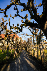 Fototapete bei efototapeten.de bestellen   