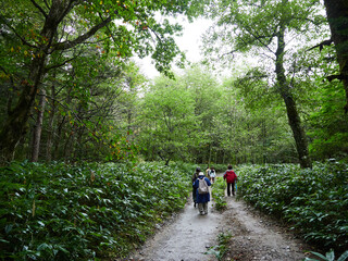 雨の日の観光名所上高地の森の散策道で散歩する観光客の姿