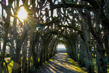 Fototapete bei efototapeten.de bestellen   