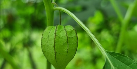 Close-up of Physalis Fruit Hanging on the Plant