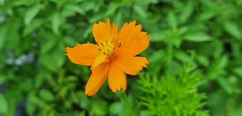 Close-up of Orange Cosmos Flower in the Garden