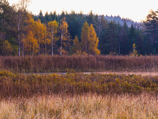 Colorful autumn forest in Sweden with trees and grass in natural setting during fall season