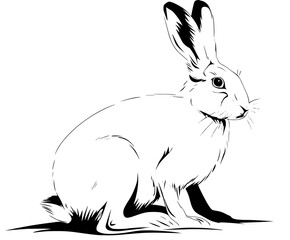 Fototapeta premium Elegant Silhouette Rabbit, Black White | Clean, isolated vector art for creative projects.
